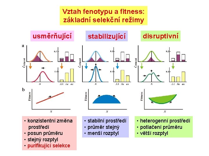 Vztah fenotypu a fitness: základní selekční režimy usměrňující • konzistentní změna prostředí • posun