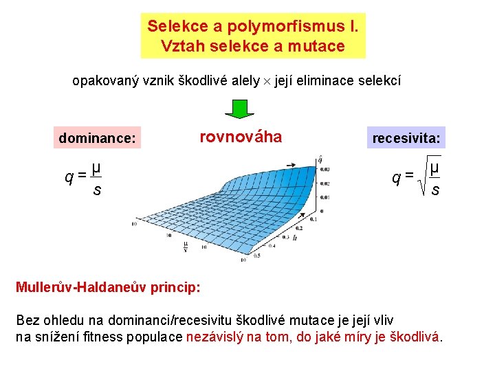 Selekce a polymorfismus I. Vztah selekce a mutace opakovaný vznik škodlivé alely její eliminace