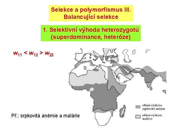 Selekce a polymorfismus III. Balancující selekce 1. Selektivní výhoda heterozygotů (superdominance, heteróze) w 11