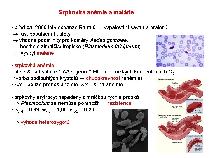 Srpkovitá anémie a malárie • před ca. 2000 lety expanze Bantuů vypalování savan a