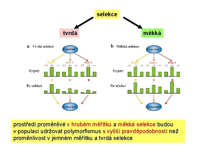 selekce tvrdá měkká prostředí proměnlivé v hrubém měřítku a měkká selekce budou v populaci