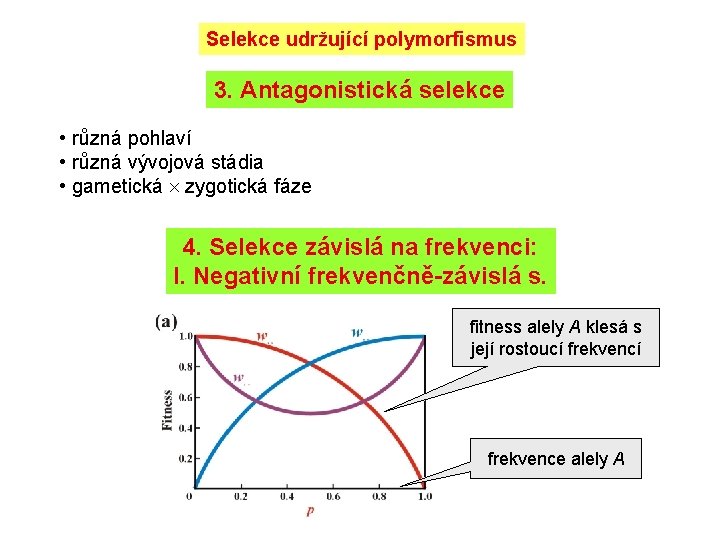 Selekce udržující polymorfismus 3. Antagonistická selekce • různá pohlaví • různá vývojová stádia •