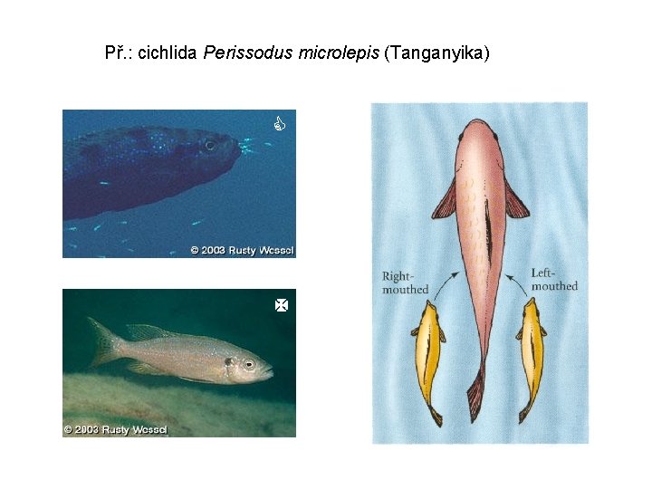 Př. : cichlida Perissodus microlepis (Tanganyika) 