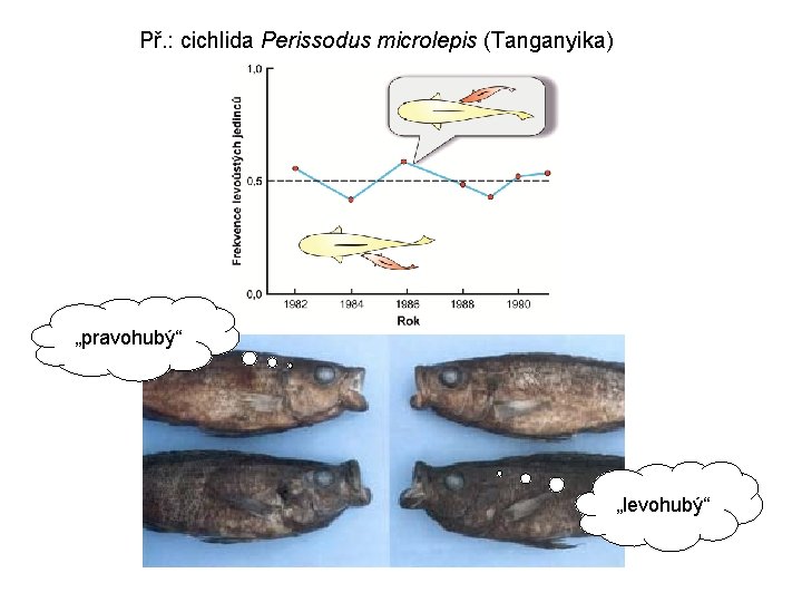 Př. : cichlida Perissodus microlepis (Tanganyika) „pravohubý“ „levohubý“ 