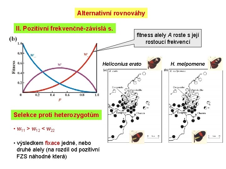 Alternativní rovnováhy II. Pozitivní frekvenčně-závislá s. fitness alely A roste s její rostoucí frekvencí