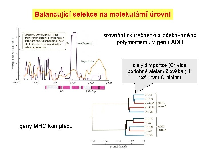 Balancující selekce na molekulární úrovni srovnání skutečného a očekávaného polymorfismu v genu ADH alely