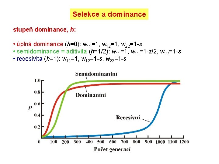 Selekce a dominance stupeň dominance, h: • úplná dominance (h=0): w 11=1, w 12=1,
