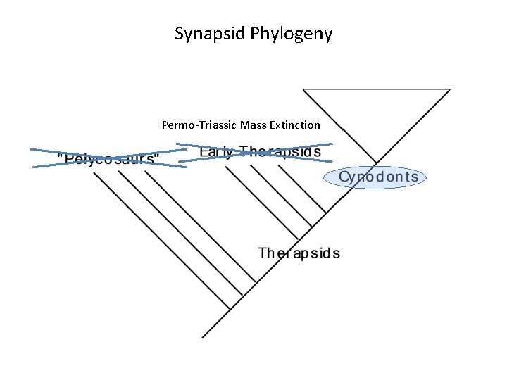 Synapsid Phylogeny Permo-Triassic Mass Extinction 