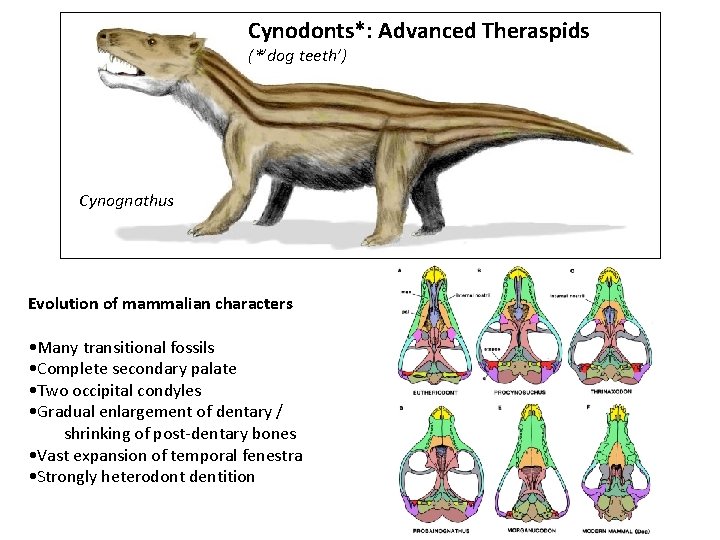 Cynodonts*: Advanced Theraspids (*’dog teeth’) Cynognathus Evolution of mammalian characters • Many transitional fossils