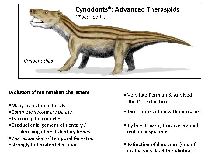 Cynodonts*: Advanced Theraspids (*’dog teeth’) Cynognathus Evolution of mammalian characters • Many transitional fossils