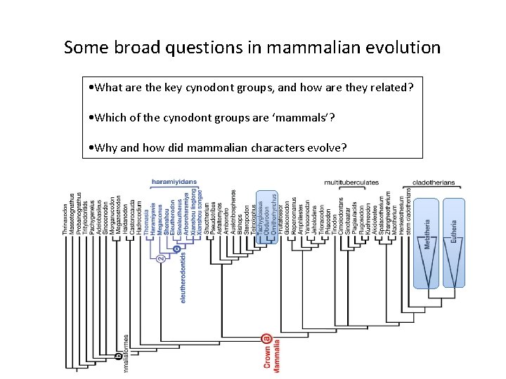 Some broad questions in mammalian evolution • What are the key cynodont groups, and