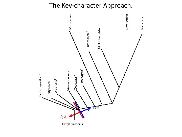 Haramiyids+ Docodonts+ Morganucodonts+ Sinocodon+ Tritylodonts+ Probainognathus + Q-A Early Cynodonts D-S Eutherians Metatherians Multituberculates