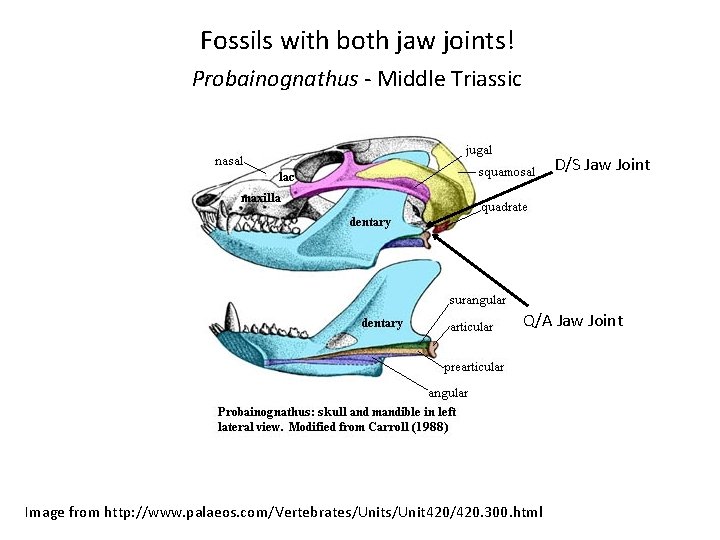 Fossils with both jaw joints! Probainognathus - Middle Triassic D/S Jaw Joint Q/A Jaw