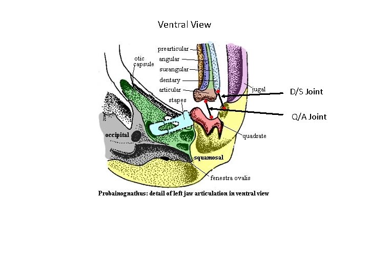 Ventral View D/S Joint Q/A Joint 