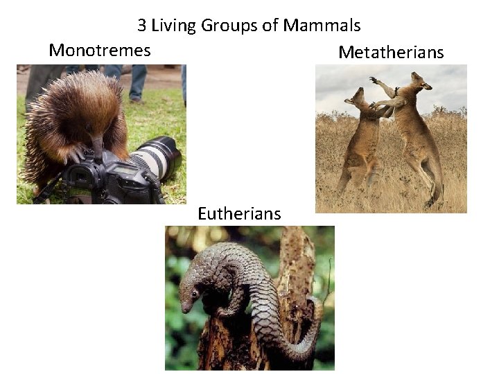3 Living Groups of Mammals Monotremes Metatherians Eutherians 