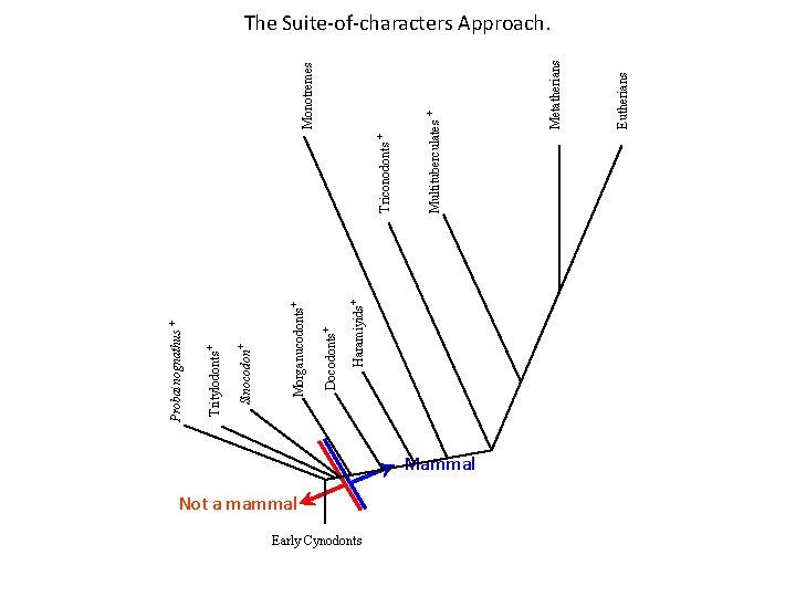 Haramiyids+ Docodonts+ Morganucodonts+ Sinocodon+ Tritylodonts+ Probainognathus + Not a mammal Early Cynodonts Mammal Eutherians