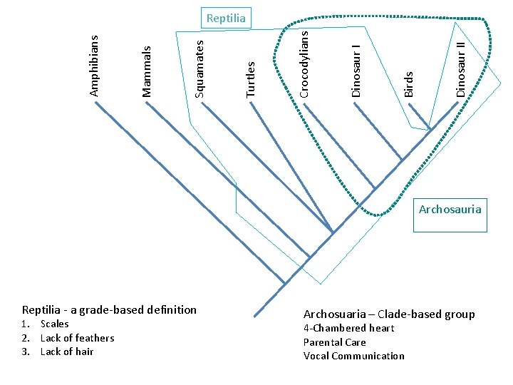 Dinosaur II Birds Dinosaur I Crocodylians Turtles Squamates Mammals Amphibians Reptilia Archosauria Reptilia -