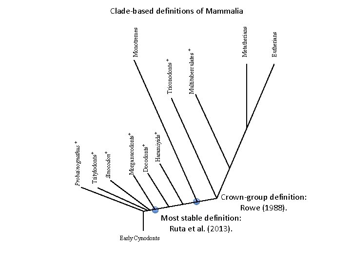 Haramiyids+ Docodonts+ Morganucodonts+ Sinocodon+ Tritylodonts+ Probainognathus + Early Cynodonts Eutherians Metatherians Multituberculates + Triconodonts