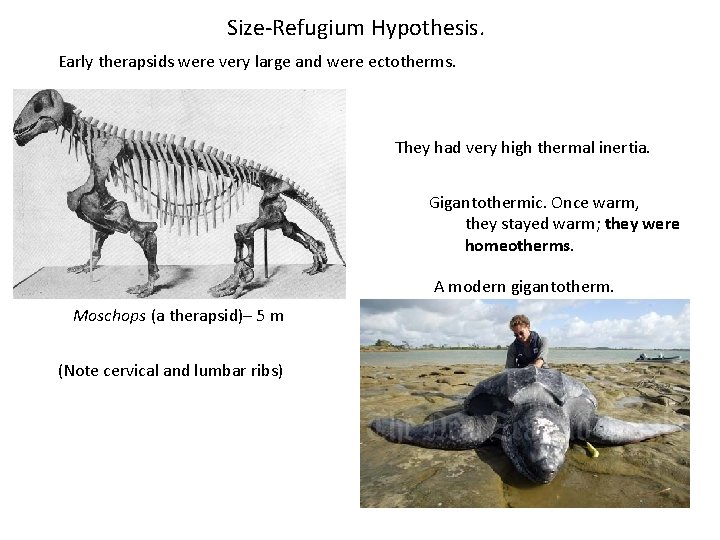 Size-Refugium Hypothesis. Early therapsids were very large and were ectotherms. They had very high