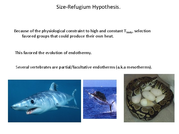 Size-Refugium Hypothesis. Because of the physiological constraint to high and constant Tbody, selection favored