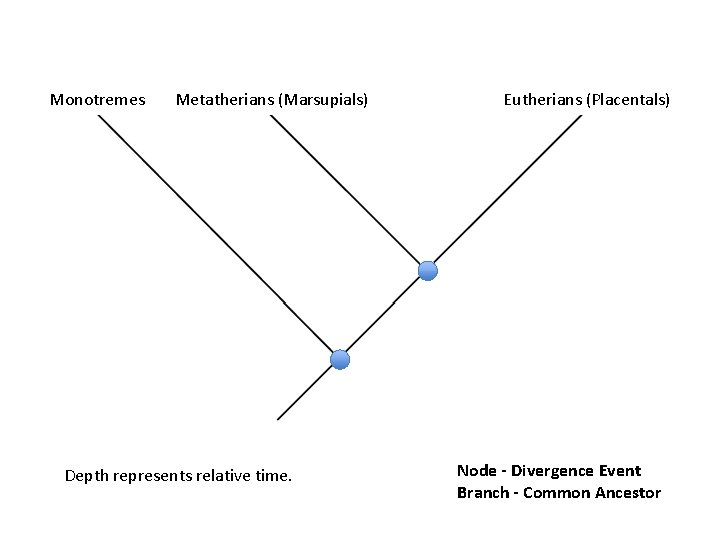 Monotremes Metatherians (Marsupials) Depth represents relative time. Eutherians (Placentals) Node - Divergence Event Branch