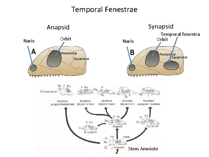 Temporal Fenestrae Synapsid Anapsid Naris Orbit Naris Temporal fenestra Orbit Postorbital Squamosal Stem Amniote