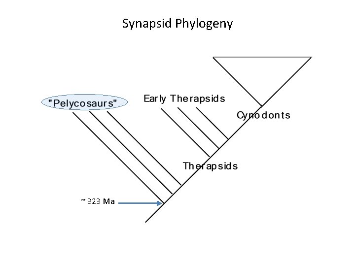 Synapsid Phylogeny ~ 323 Ma 