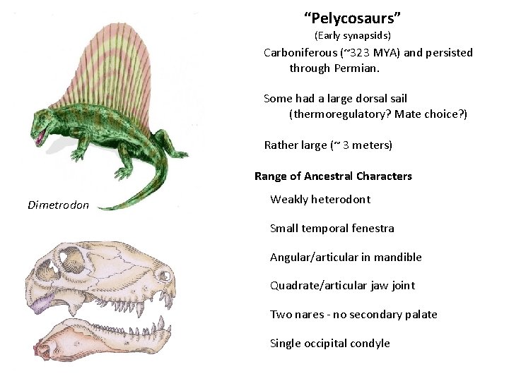 “Pelycosaurs” (Early synapsids) Carboniferous (~323 MYA) and persisted through Permian. Some had a large