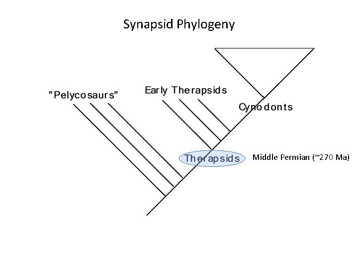 Synapsid Phylogeny Middle Permian (~270 Ma) 