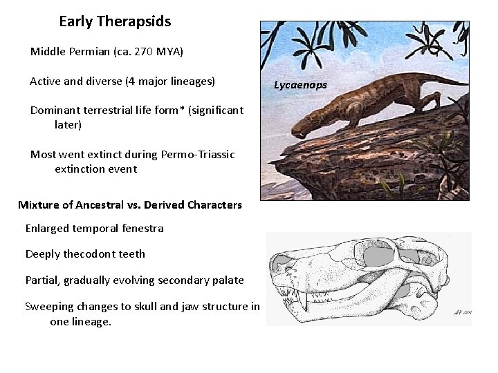 Early Therapsids Middle Permian (ca. 270 MYA) Active and diverse (4 major lineages) Dominant