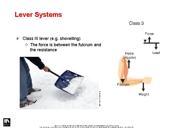 Lever Systems t Class III lever (e. g. shovelling) v The force is between