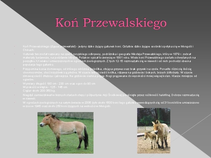  Koń Przewalskiego (Equus przewalskii) - jedyny dziko żyjący gatunek koni. Ostatnie dziko żyjące