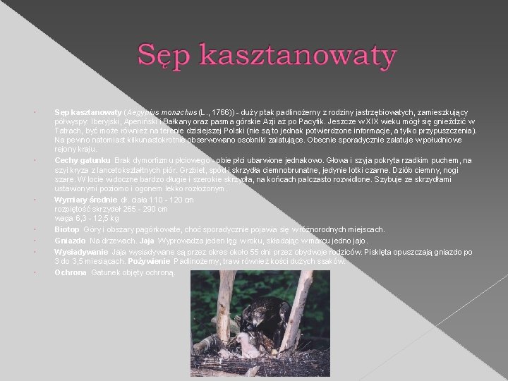  Sęp kasztanowaty (Aegypius monachus (L. , 1766)) - duży ptak padlinożerny z rodziny