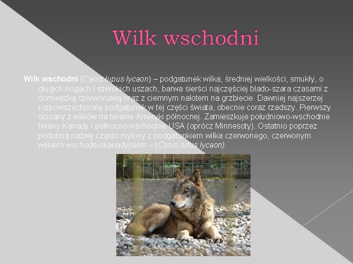 Wilk wschodni (Canis lupus lycaon) – podgatunek wilka, średniej wielkości, smukły, o długich nogach