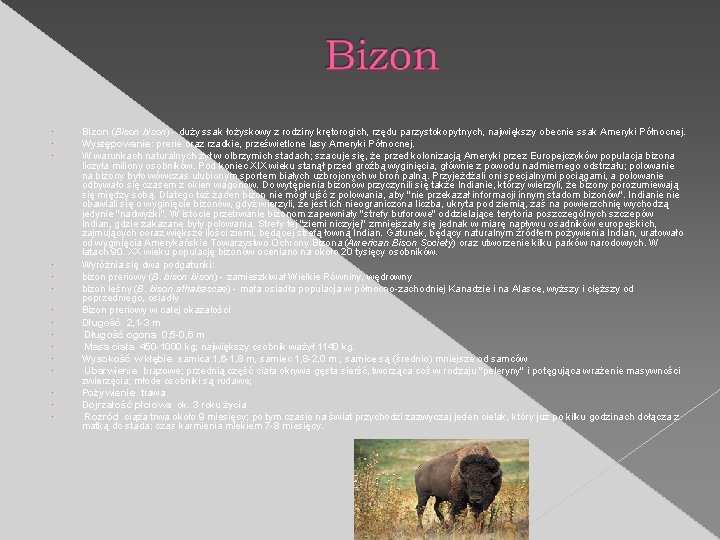  Bizon (Bison bison) - duży ssak łożyskowy z rodziny krętorogich, rzędu parzystokopytnych, największy
