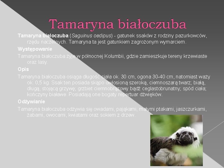 Tamaryna białoczuba (Saguinus oedipus) - gatunek ssaków z rodziny pazurkowców, rzędu naczelnych. Tamaryna ta