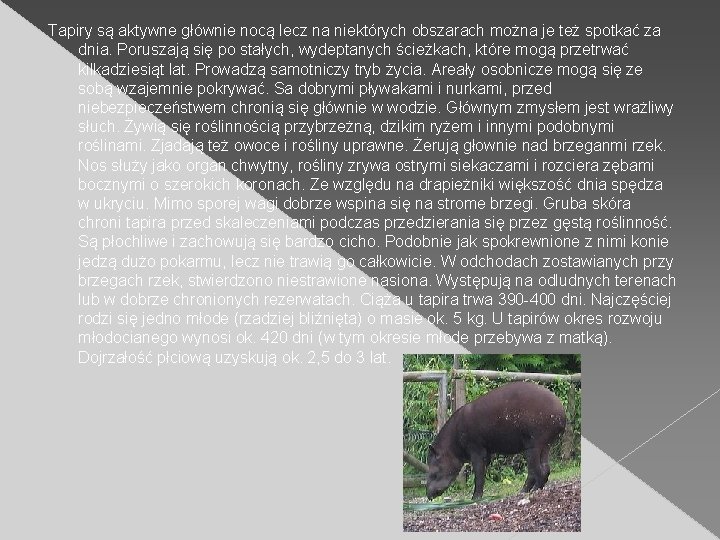 Tapiry są aktywne głównie nocą lecz na niektórych obszarach można je też spotkać za