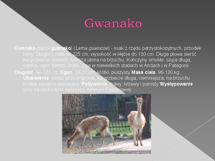Gwanako (także guanako) (Lama guanicoe) - ssak z rzędu parzystokopytnych, przodek lamy. Długość ciała