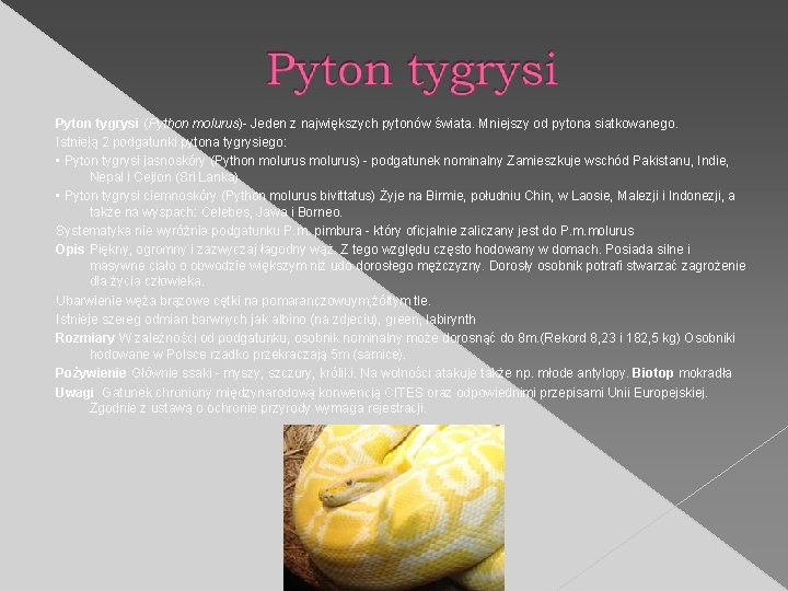 Pyton tygrysi (Python molurus)- Jeden z największych pytonów świata. Mniejszy od pytona siatkowanego. Istnieją
