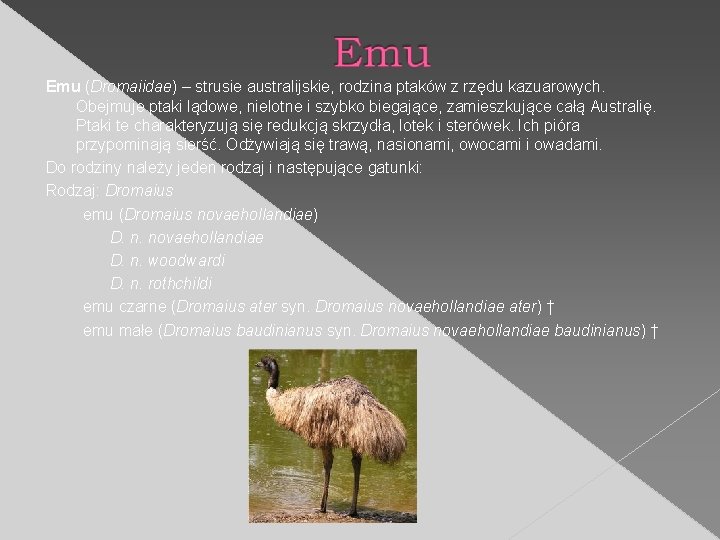 Emu (Dromaiidae) – strusie australijskie, rodzina ptaków z rzędu kazuarowych. Obejmuje ptaki lądowe, nielotne