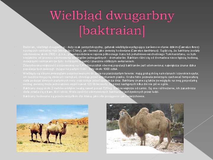  Baktrian, wielbłąd dwugarbny - duży ssak parzystokopytny, gatunek wielbłąda występujący zarówno w stanie