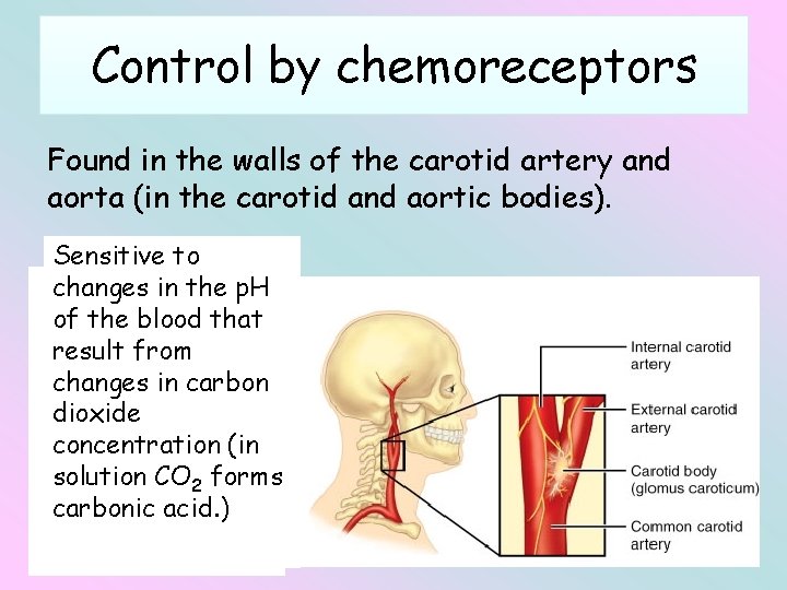 Control by chemoreceptors Found in the walls of the carotid artery and aorta (in