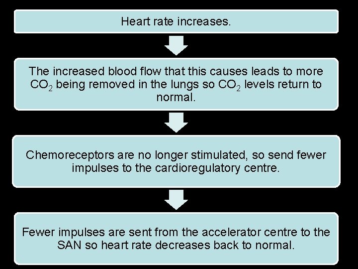 Heart rate increases. The increased blood flow that this causes leads to more CO