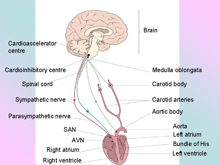Brain Cardioaccelerator centre Cardioinhibitory centre Medulla oblongata Spinal cord Carotid body Sympathetic nerve Carotid