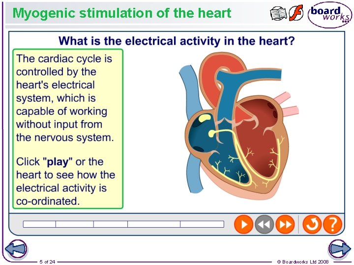Myogenic stimulation of the heart 5 of 24 © Boardworks Ltd 2008 