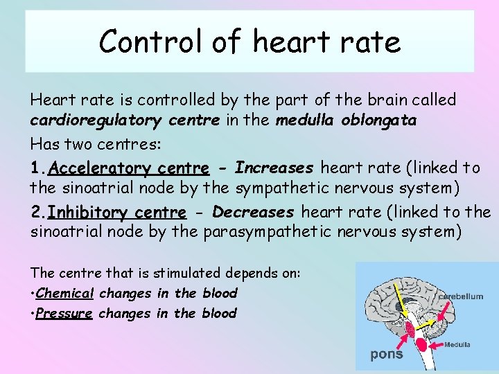 Control of heart rate Heart rate is controlled by the part of the brain