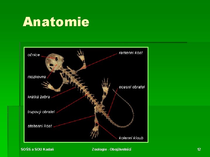 Anatomie SOŠS a SOU Kadaň Zoologie - Obojživelnící 12 