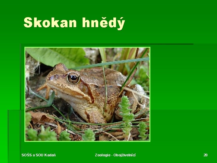 Skokan hnědý SOŠS a SOU Kadaň Zoologie - Obojživelnící 20 