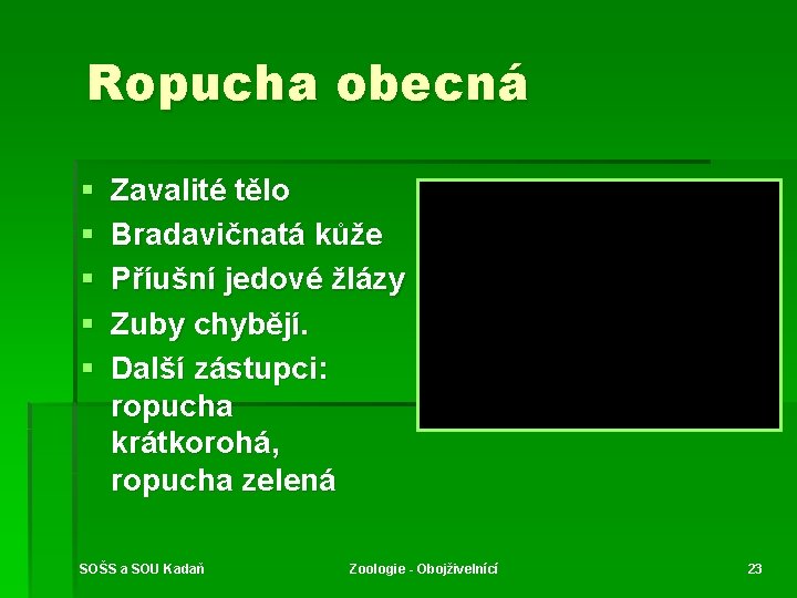 Ropucha obecná § § § Zavalité tělo Bradavičnatá kůže Příušní jedové žlázy Zuby chybějí.