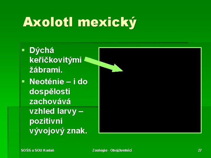 Axolotl mexický § Dýchá keříčkovitými žábrami. § Neoténie – i do dospělosti zachovává vzhled